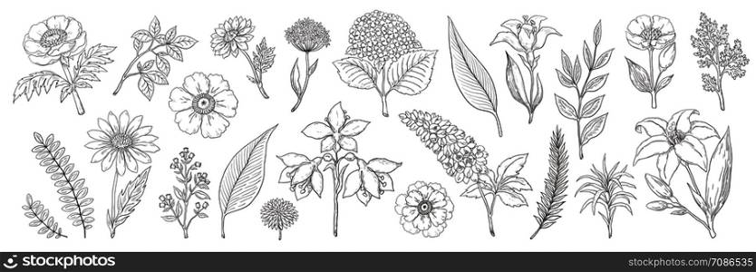 Hand drawn flowers. Vintage floral sketch, summer leaves branches and herbs collection. Vector illustration ink foliage and bouquet background. Hand drawn flowers. Vintage floral sketch, summer leaves branches and herbs collection. Vector foliage and bouquet background