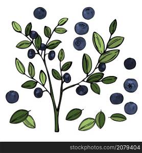 Hand drawn forest berry. Bilberry, huckleberry. Vector sketch illustration. Hand drawn bilberry. Vector sketch illustration