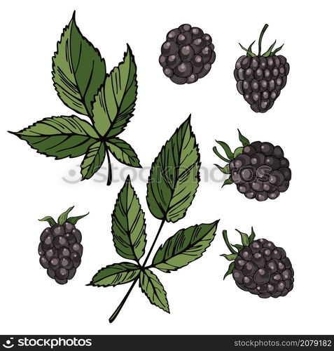 Hand drawn forest berry. Blackberry on white background. Vector sketch illustration. Hand drawn blackberry. Vector sketch illustration