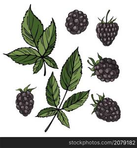 Hand drawn forest berry. Blackberry on white background. Vector sketch illustration. Hand drawn blackberry. Vector sketch illustration