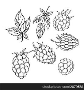 Hand drawn forest berry. Blackberry. Vector sketch illustration. Hand drawn blackberry. Vector sketch illustration