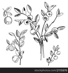 Hand drawn forest berry. Blueberry, bilberry. Vector sketch illustration