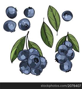 Hand drawn forest berry. Blueberry, bilberry. Vector sketch illustration. Hand drawn blueberry. Vector sketch illustration