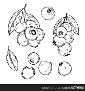 Hand drawn forest berry. Blueberry, bilberry. Vector sketch illustration. Hand drawn blueberry. Vector sketch illustration