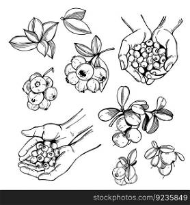 Hand-drawn forest berry. Blueberry, great bilberry. Vector sketch illustration. Forest berry. Sketch illustration