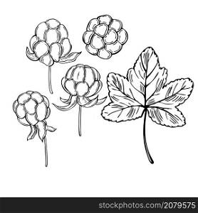 Hand drawn forest berry. Cloudberry on white background. Vector sketch illustration. Hand drawn Cloudberry. Vector sketch illustration