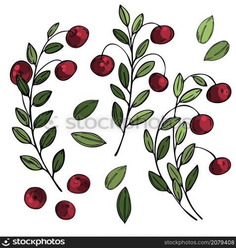 Hand drawn forest berry. Cranberry on white background. Vector sketch illustration. Hand drawn Cranberry. Vector sketch illustration