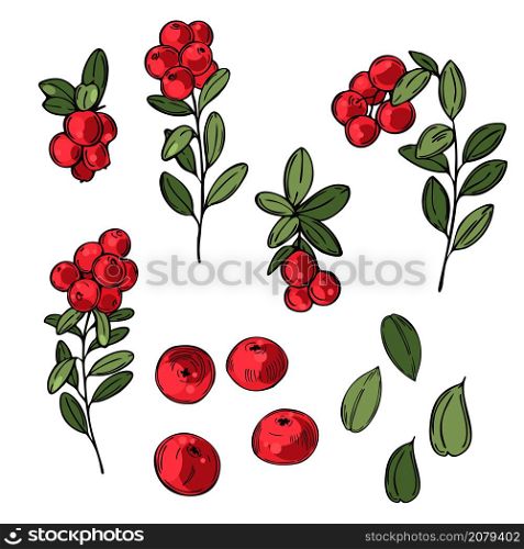 Hand drawn forest berry. Lingonberry. Cowberry. Vector sketch illustration