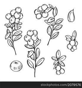 Hand drawn forest berry. Lingonberry. Cowberry. Vector sketch illustration. Hand drawn lingonberry. Cowberry. Vector illustration