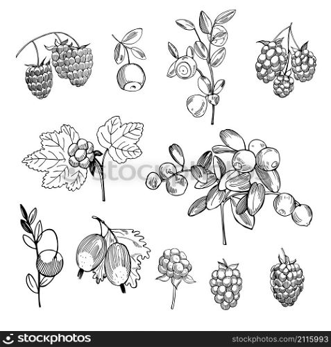 Hand drawn forest berry. Vector sketch illustration