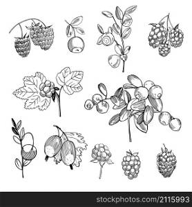 Hand drawn forest berry. Vector sketch illustration