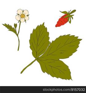 Hand drawn fragaria leaf, flower and berry collection. Perfect for stickers, cards, print. Isolated vector illustration for decor and design.