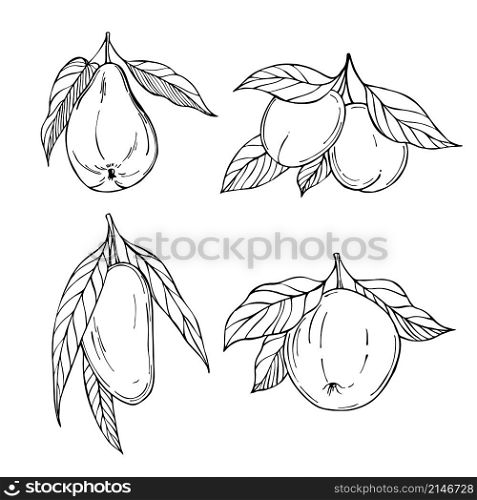 Hand drawn fruits. Apple, mango, pear, apricots. Vector sketch illustration.. Hand drawn fruits. Vector sketch illustration.