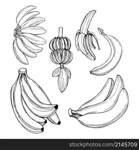 Hand-drawn fruits. Bananas. Vector sketch illustration.