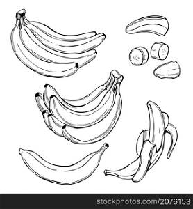 Hand drawn fruits. Bananas. Vector sketch illustration.. Bananas. Vector illustration.