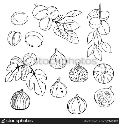Hand drawn fruits on white background. Figs, apricots.Vector sketch illustration.. Hand drawn fruits. Vector sketch illustration.