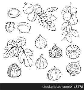 Hand drawn fruits on white background. Figs, apricots.Vector sketch illustration.. Hand drawn fruits. Vector sketch illustration.