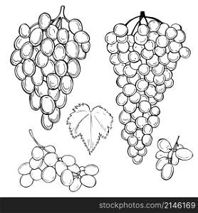 Hand drawn fruits on white background. Grapes. Vector sketch illustration.. Hand drawn fruits. Vector sketch illustration.