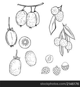 Hand drawn fruits on white background. Kiwi, Lychee. Vector sketch illustration.. Hand drawn fruits. Vector sketch illustration.