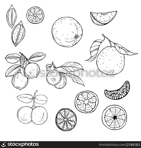 Hand drawn fruits on white background. Orange and lime. Vector sketch illustration.. Hand drawn fruits. Vector sketch illustration.