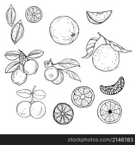 Hand drawn fruits on white background. Orange and lime. Vector sketch illustration.. Hand drawn fruits. Vector sketch illustration.
