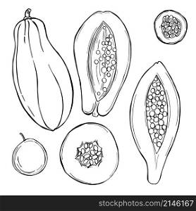 Hand drawn fruits on white background. Papaya, passion fruit. Vector sketch illustration.. Hand drawn fruits. Vector sketch illustration.