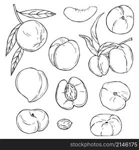 Hand drawn fruits on white background. Peach. Vector sketch illustration.. Hand drawn fruits. Vector sketch illustration.