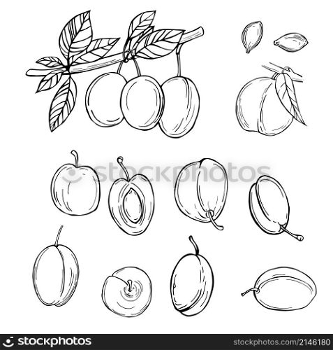 Hand drawn fruits on white background.Plum. Vector sketch illustration.. Hand drawn fruits. Vector sketch illustration.
