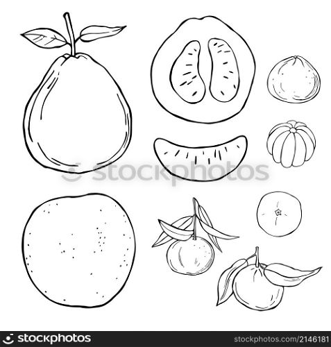 Hand drawn fruits on white background.Pomelo and tangerine. Vector sketch illustration.. Hand drawn fruits. Vector sketch illustration.