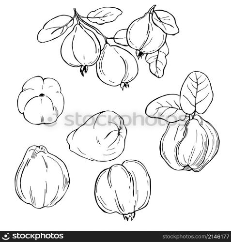 Hand drawn fruits on white background. Quince. Vector sketch illustration.. Hand drawn fruits. Vector sketch illustration.
