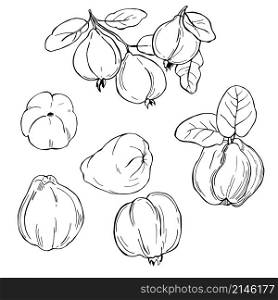 Hand drawn fruits on white background. Quince. Vector sketch illustration.. Hand drawn fruits. Vector sketch illustration.