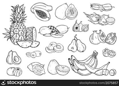 Hand drawn fruits on white background.Vector sketch illustration.. Graphic fruits .Vector illustration.