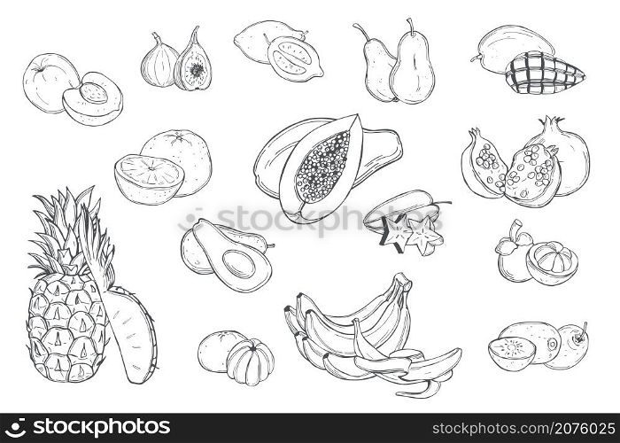 Hand drawn fruits on white background. Vector sketch illustration.. Tropical fruits. Vector illustration