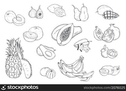 Hand drawn fruits on white background. Vector sketch illustration.. Tropical fruits. Vector illustration