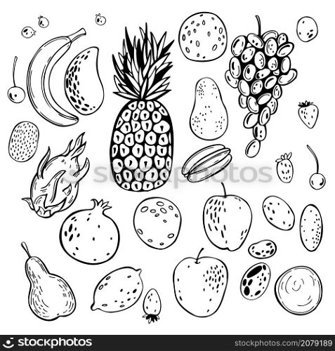 Hand drawn fruits. Vector sketch illustration.