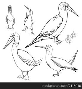 Hand drawn gannet. Vector sketch illustration