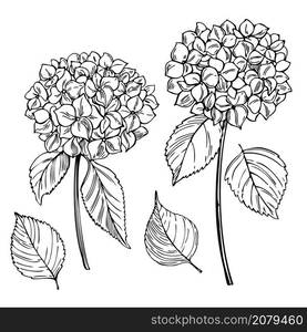 Hand drawn garden flowers on white background. Hydrangea. Vector sketch illustration.