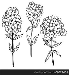 Hand drawn garden flowers on white background. Phlox Flowers. Vector sketch illustration.