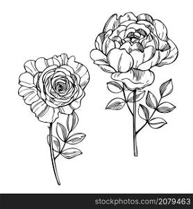 Hand drawn garden roses on white background. Vector sketch illustration.