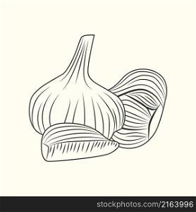 Hand drawn garlic. Bulb of garlic isolated on background. Engraving vintage style. Vector illustration. Hand drawn garlic. Bulb of garlic isolated on background.