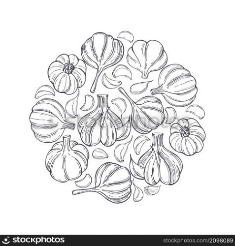 Hand drawn garlic in a circle. Vector sketch illustration. Hand drawn garlic. Vector illustration