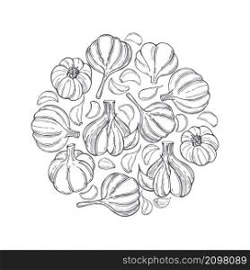 Hand drawn garlic in a circle. Vector sketch illustration. Hand drawn garlic. Vector illustration