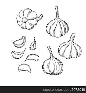 Hand drawn garlic on white background. Vector sketch illustration. . Sketch vegetables. Vector illustration