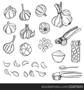 Hand drawn garlic set. Vector sketch illustration