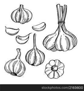 Hand-drawn garlic set. Vector sketch illustration. Garlic set. Sketch illustration