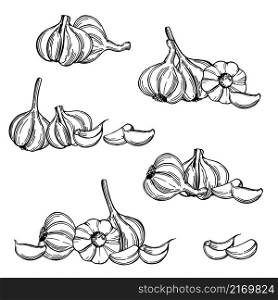 Hand-drawn garlic set. Vector sketch illustration. Garlic set. Sketch illustration