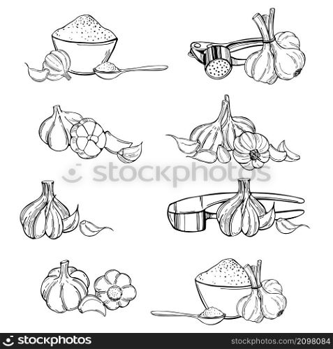 Hand drawn garlic set. Vector sketch illustration. Garlic set. Vector sketch illustration