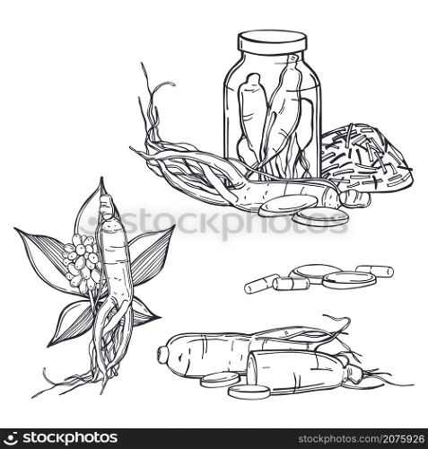 Hand drawn ginseng set. Roots, berries and leaves on white background. Vector sketch illustration.. Ginseng. Vector illustration.