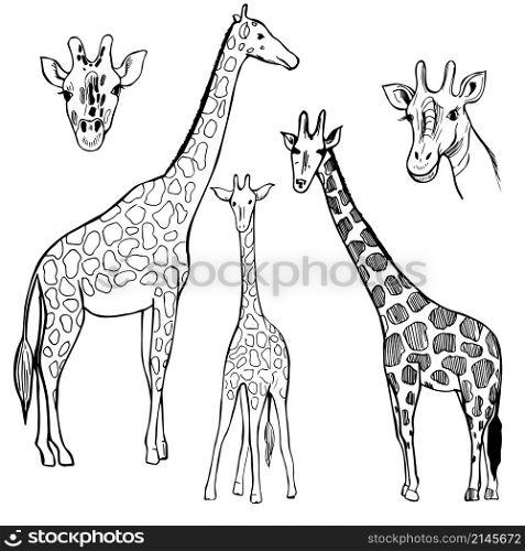 Hand drawn giraffe. Vector sketch illustration.