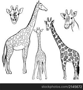 Hand drawn giraffe. Vector sketch illustration.